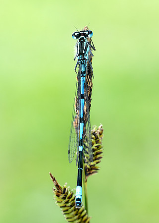 Variable Damselfly Coenagrion pulchellum