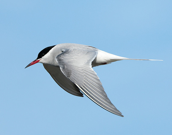 Arctic Tern Sterna paradisaea