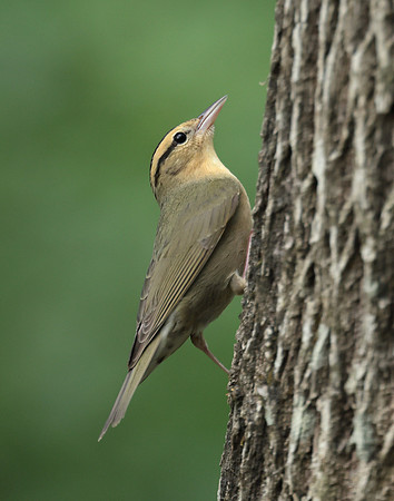 Worm-eating Warbler Helmitheros vermivorum