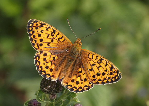 Dark Green fritillary Argynnis aglaja