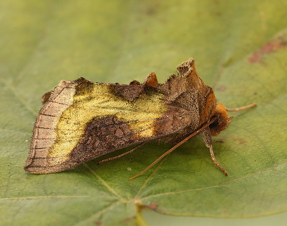 73.012 BF2434 Burnished Brass Diachrysia chrysitis