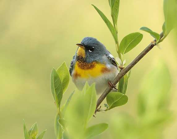 Northern Parula