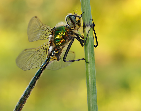 Brilliant Emerald Somatochlora metallica