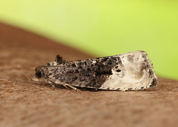 49.156 BF1083 Marbled Orchard Tortrix Hedya nubiferana