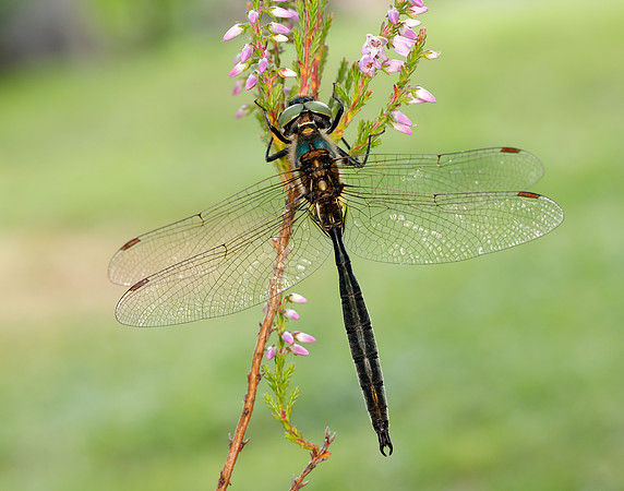 Northern Emerald Somatochlora arctica