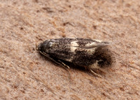 38.025 BF597 Elachista atricomella