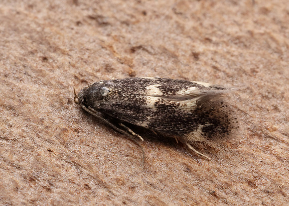 38.025 BF597 Elachista atricomella