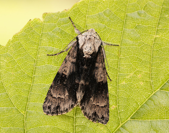 73.036 BF2281 Alder Moth Acronicta alni