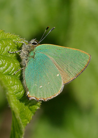 Green Hairstreak Callophrys rubi