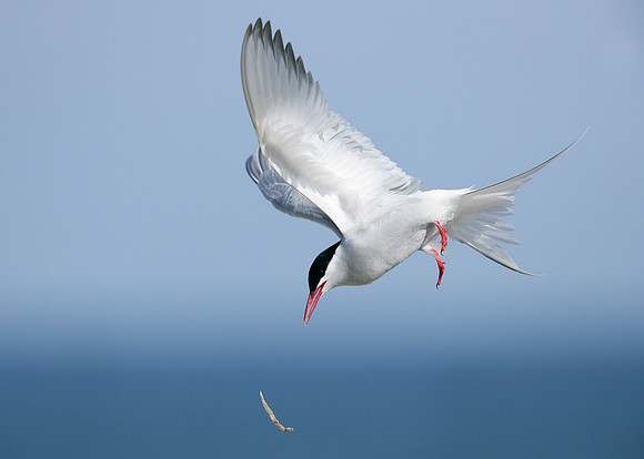 Arctic Tern Sterna paradisaea