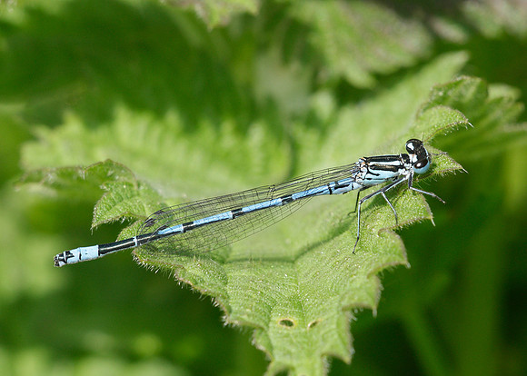 Azure Damselfly Coenagrion puella