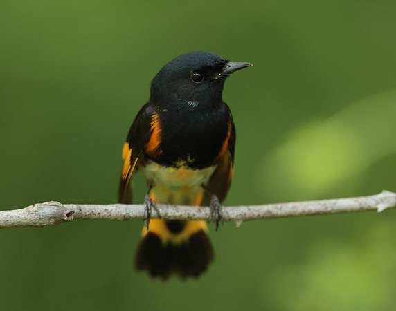 American Redstart Setophaga ruticilla