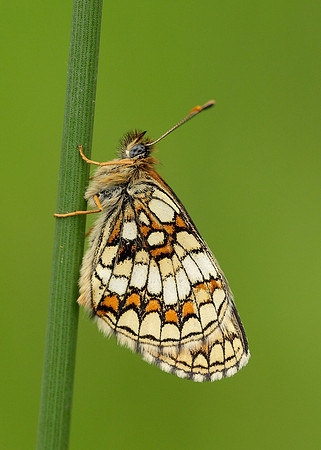 Heath Fritillary Melitaea athalia