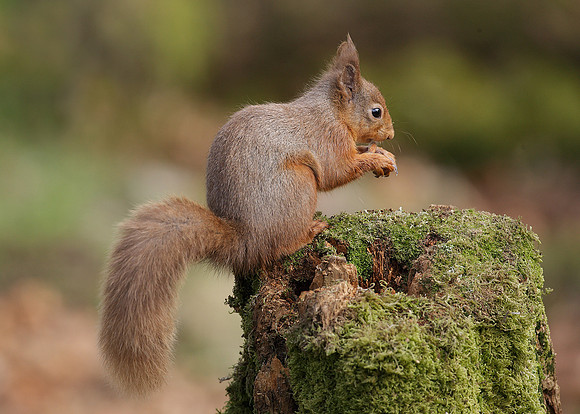 Red Squirrel Sciurus vulgaris