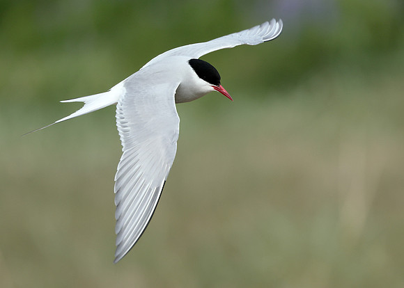 Arctic Tern Sterna paradisaea