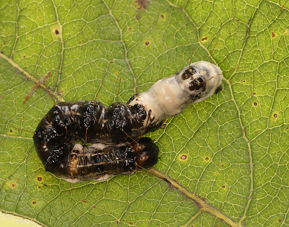 73.036 BF2281 Alder Moth Acronicta alni