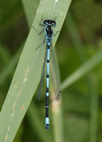 Variable Damselfly Coenagrion pulchellum