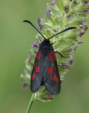 54.007 BF168 New Forest Burnet Zygaena viciae