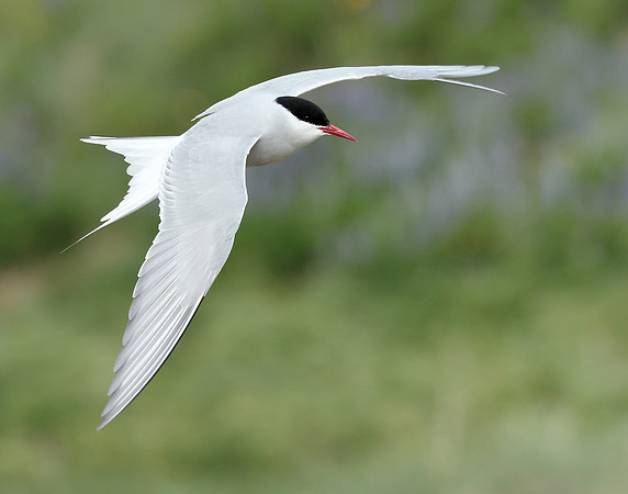 Arctic Tern Sterna paradisaea