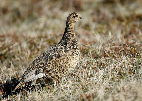 Ptarmigan Lagopus mutus