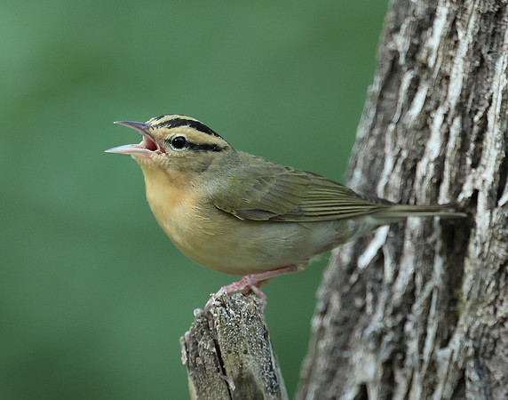 Worm-eating Warbler Helmitheros vermivorum