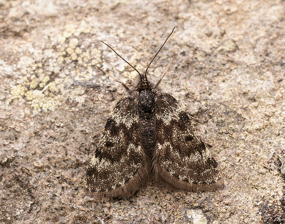 70.289 BF1965 Black Mountain Moth Glacies coracina
