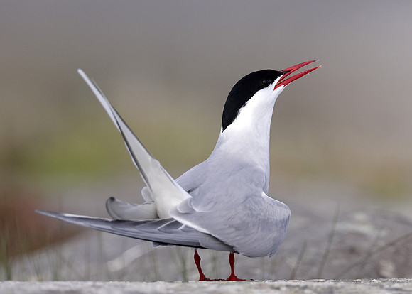 Arctic Tern Sterna paradisaea
