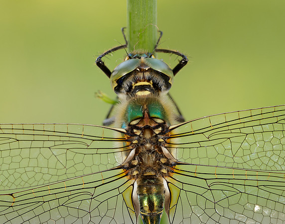 Brilliant Emerald Somatochlora metallica