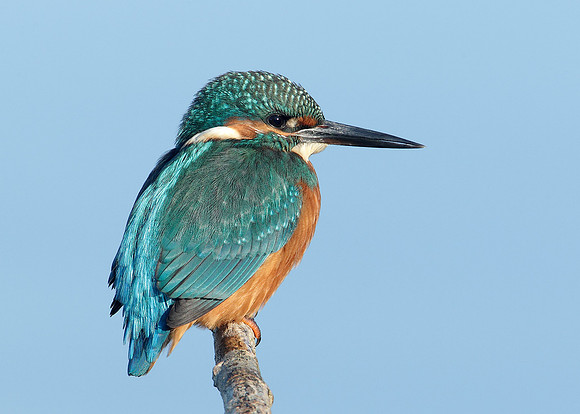 Kingfisher Alcedo atthis