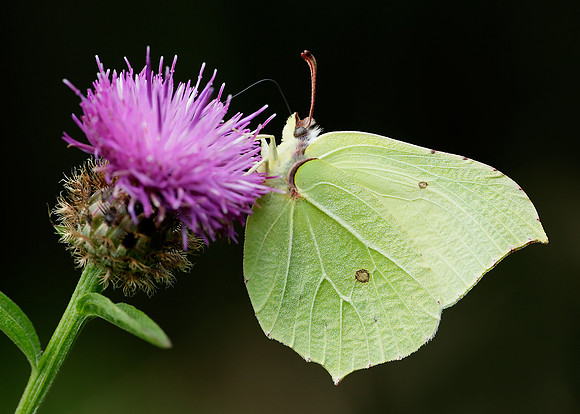 Brimstone Gonepteryx rhamni