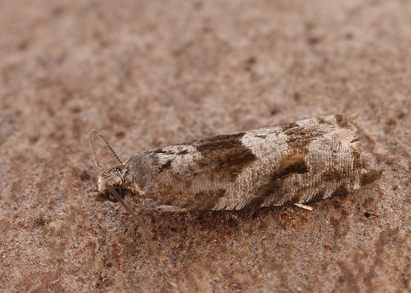 49.223 BF1159 Holly Tortrix Rhopobota naevana