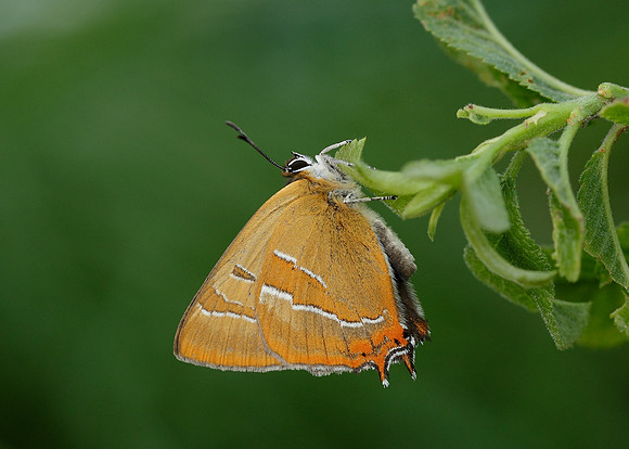 Brown Hairstreak Thecla betulae