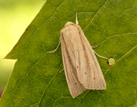 3.294 BF2197 Southern Wainscot Mythimna straminea