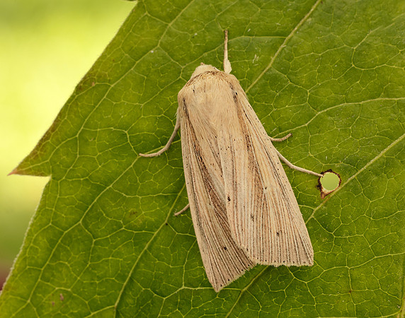 3.294 BF2197 Southern Wainscot Mythimna straminea