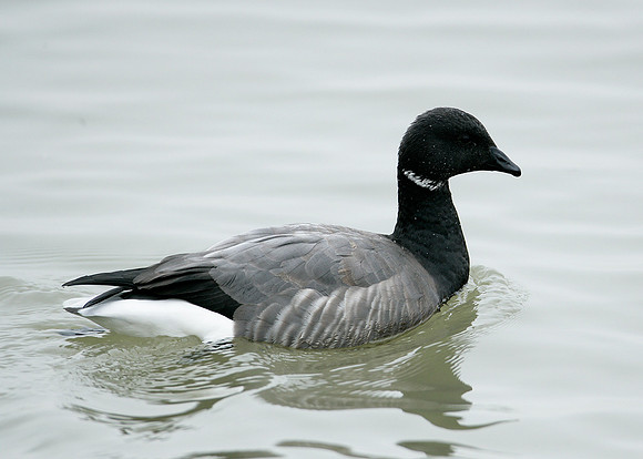 Brent Goose Branta bernicla