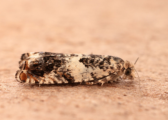 49.244 BF1132 Epinotia subocellana