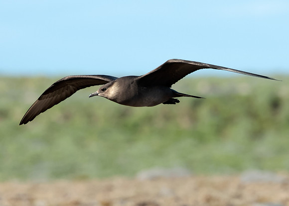 Arctic Skua Stercorarius parasiticus