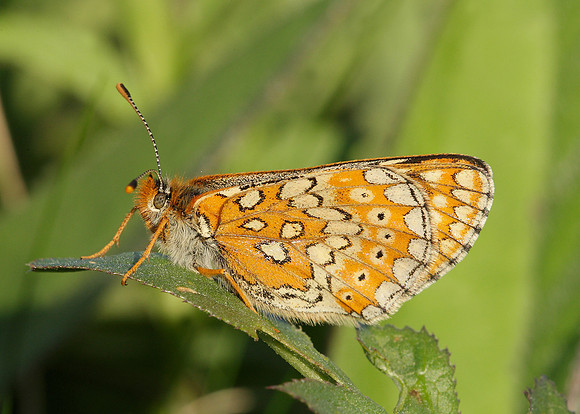 Marsh Fritillary Euphydryas aurinia