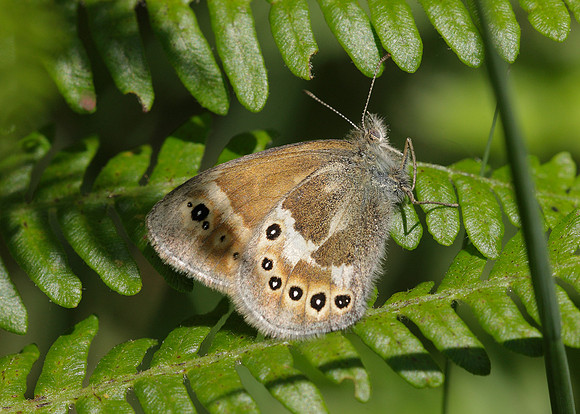 Large Heath Coenonympha tullia davus