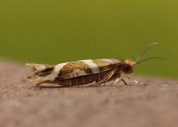 20.012 BF411 Argyresthia goedartella