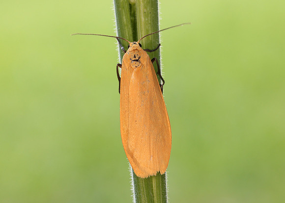 72.049 BF2043 Orange Footman Eilema sororcula