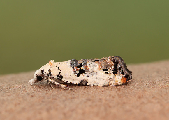 49.094 BF923 Phtheochroa sodaliana