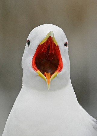 Kittiwake Rissa tridactyla