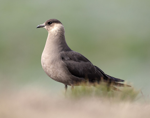 Arctic Skua Stercorarius parasiticus