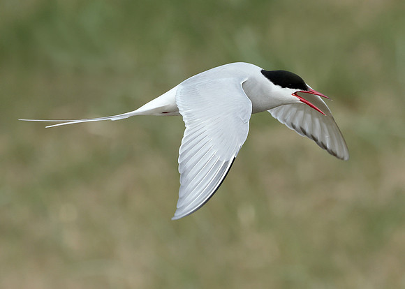 Arctic Tern Sterna paradisaea