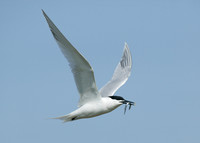 Sandwich Tern Sterna sandvicensis
