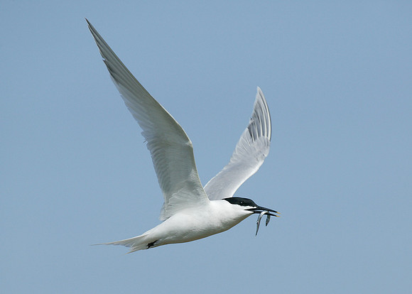 Sandwich Tern Sterna sandvicensis