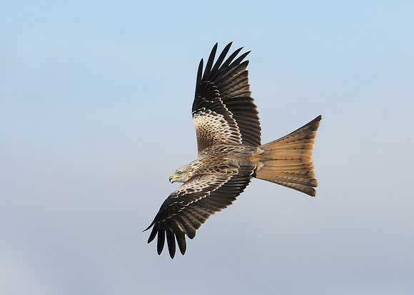 Red Kite Milvus milvus