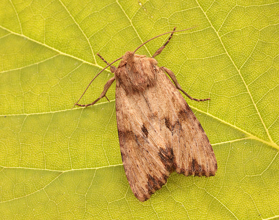 73.164 BF2323 Reddish Light Arches Apamea sublustris