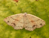 70.036 BF1680 Maiden's Blush  yclophora punctaria